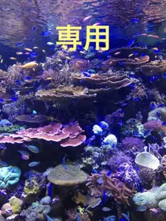 ☆恵緋様専用です☆