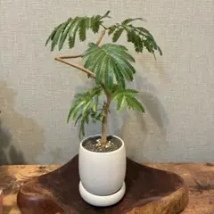 エバーフレッシュ　陶器鉢のサムネイル
