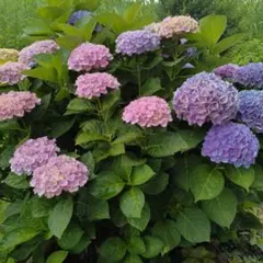 ほ*す様 【特選】 アジサイ 8寸 マジカルクリムゾン 紫陽花 - メルカリ