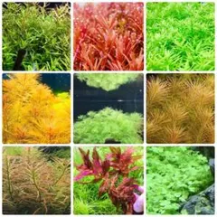 毎朝発送】水草セット（水上葉、無農薬、スネールなし） - メルカリ