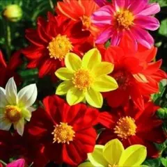 ダリア　ミグノン混合　花の種　球根性多年草　矮性