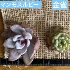 多肉植物 エケベリア マンモスルビーと金雀 カット苗 Aセット