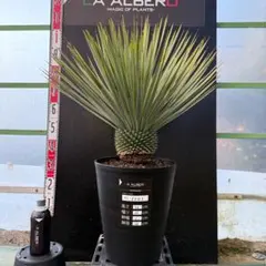 2026年最新】ロストラータ ベアルートの人気アイテム - メルカリ