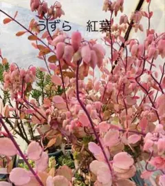 スモークツリー マロンレッド 6号寸 100cm - メルカリ