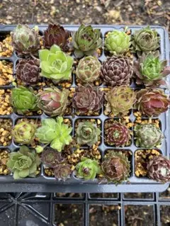 センペルビウム 輸入 確認 Indnesia センペルビウム 輸入 確認 Indnesia - メルカリ
