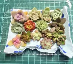 エケベリア ・多肉植物寄せ植えセットC