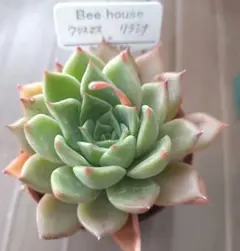 Bee houseさん　クリスマス×リラシナ　　札付きのサムネイル