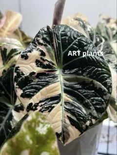 【斑入り好き必見】アロカシア幹立ち×カラジウムピンク×個性派アロイドセットC2 斑入り好き必見】アロカシア幹立ち×カラジウムピンク×個性派ア