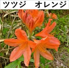 ツツジ　ツツジ苗木　オレンジ　１苗　　SO-5のサムネイル
