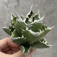 アガベ　チタノタ　ホワイトファイヤー　親株　　検　WV 冰雹　金蟬　麻花龍 アガベ チタノタ ホワイトファイヤー 親株 検 WV 冰雹 金蟬 麻花