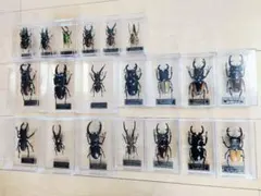 ❗️トリトリグモ タイワンアブラゼミ 他 昆虫 標本セット✨ - メルカリ