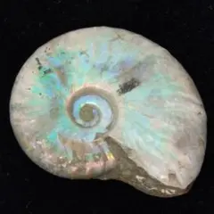 アンモナイト　マダガスカル　マハジャンガ産　中生代白亜紀　クリオニセラス　虹色