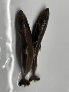 2026年最新】液浸標本の人気アイテム - メルカリ