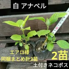 エアロ様 リクエスト 2点 まとめ商品