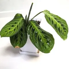 マランタ レモンライム 観葉植物のサムネイル