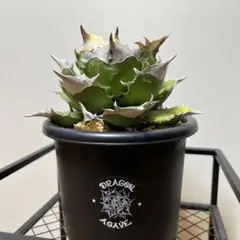 user_feedabfc様 リクエスト 2点 まとめ商品