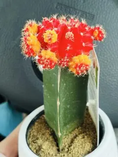 花サボテン 広瀬の春 カキ仔発根済 抜き苗 - メルカリ