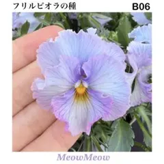 [B06] 메우미우 하이브리드 베이비 블루 러플 비올라 씨드 30정