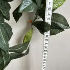 Hula マイレイ　ハワイアン　フラ　タヒチアン
