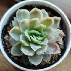 多肉植物　エケベリア　ラズベリーアイス錦③カット苗