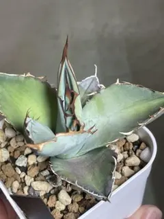 2026年最新】アガベ チタノタ ホワイトアイスの人気アイテム - メルカリ