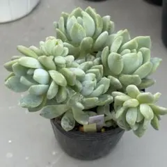 多肉植物 トレレアシー木立もりもり抜き苗古株 - メルカリ