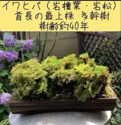NO 4 イワヒバ (岩松） 30年物 激安の投売り大特価 - メルカリ