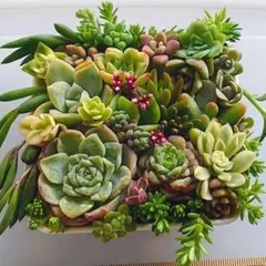 2026年最新】多肉植物エケベリア寄せ植えセット多肉弁当の人気アイテム