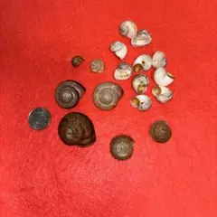 陸貝まとめ売り.貝殻.貝標本