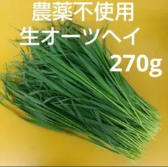 【農薬不使用 生オーツヘイ270g】16時までのご購入で当日発送。牧草農家直送。のサムネイル
