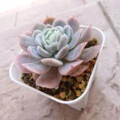多肉植物 ひなの（sis）×そわそわ ⑤ 抜き苗 - メルカリ