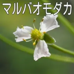 【日本の水草】マルバオモダカの殖芽【5個】