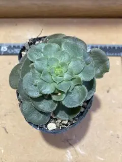 多肉植物 アエオニウム ハロウィン赤い糸引き錦 抜き苗◎メルカリ便