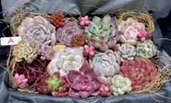 全部名前付き❣️多肉植物❤️エケベリア等カット苗詰め合わせセット❤️人気品種入り❣️