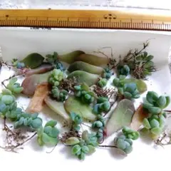 urumayu様 リクエスト 2点 まとめ商品