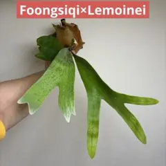 2026年最新】フーンシキの人気アイテム - メルカリ