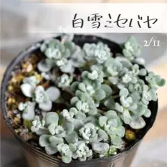 メルマ様 リクエスト 2点 まとめ商品