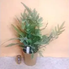 leo様 リクエスト 2点 まとめ商品