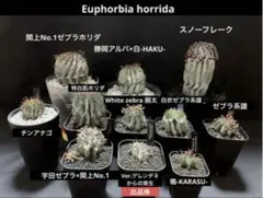 2026年最新】関上ホリダの人気アイテム - メルカリ