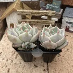 ピカチュウ　プラグ苗2苗セット　エケベリア　韓国苗