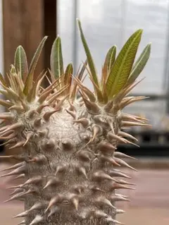 なお様 リクエスト 3点 まとめ商品