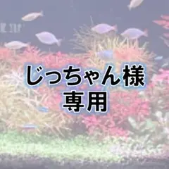 【じっちゃん様専用】ヘテランテラ パラグアイ産（水中葉）17本
