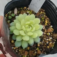 モ*ま様 ミックスベリア♥ちょこん♥おらいさん作出♥葉挿し育成株♥札無し♥抜き苗