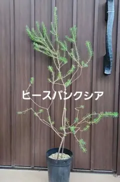 2026年最新】バンクシア 苗の人気アイテム - メルカリ