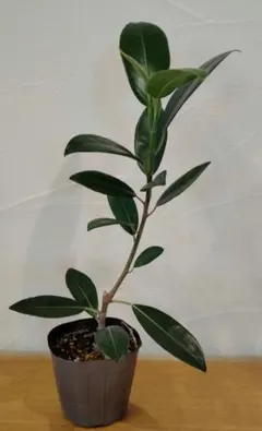 2026年最新】フランスゴムの木の人気アイテム - メルカリ