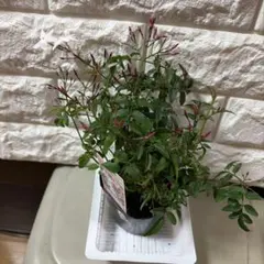 羽衣ジャスミン ポットごと発送②