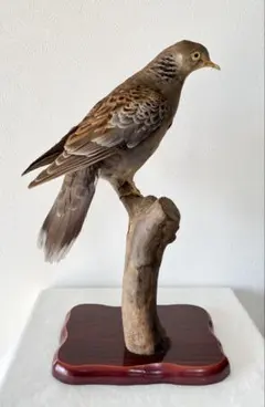 鳥のはく製 2026年最新】Yahoo!オークション -剥製 鳥の中古品・新品・未使用品一覧