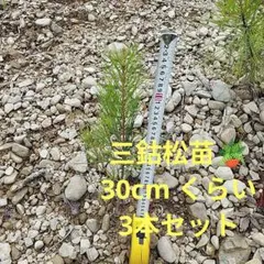 希少！!赤松 苗木（三鈷松） 縁起物お得! 2本セット - メルカリ