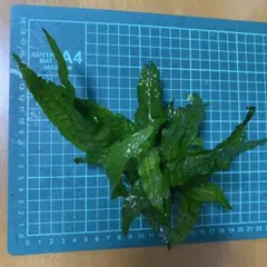 ミクロソリウムのサムネイル