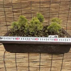 五葉松 斑入り 3号ポットつき 斑入り❗2株セット❗ ② - メルカリ